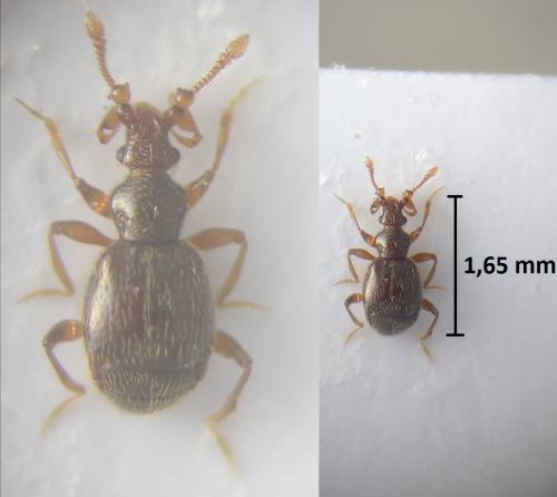 Réf. 200 995 : Bryaxis curtisii